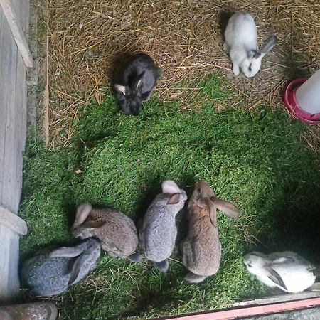 Malinowy Gaj - Agroturystyka Z Alpakami I Innymi Zwierzetami Swietajno  Exterior photo